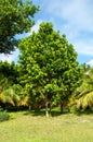 Green tropical tree : Terminalia a member of Bushwillow Family Family Combretaceae