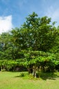 Green tropical tree : Terminalia a member of Bushwillow Family Family Combretaceae