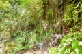 Green tropical trees with lianas and plants