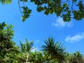 The green tropical trees top in forest blue sky and sun beams shining through leaves. Bottom view. Copy space Royalty Free Stock Photo