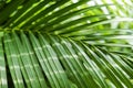 Green tropical yellow palm leaves with sunlight