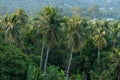 Green tropics coconut palms grove landscape in the morning in peaceful jungle Royalty Free Stock Photo