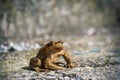 Green true toad watching sitting on the asphalt road