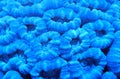 Green Trumpet Coral Colony Polyps Pattern