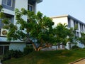 Green trunk tree with large brown thorns of Ceiba pentandra tree on a median strip. Royalty Free Stock Photo