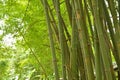 Green trunks and leaves of bamboo clump Royalty Free Stock Photo