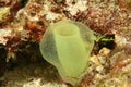 Green Tube Tunicate