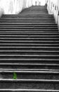 Green tuft of grass along the long ladders