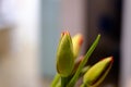 Green tulip bulbs blossoming with red petals close up still