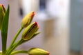 Green tulip bulbs blossoming with red petals close up still indoor scene