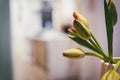 Green tulip bulbs blossoming with red petals close up still