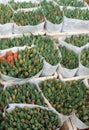 Green tulip burgeons in market