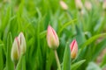 Green Tulip with red bud growing. Nature awakening, first flowers, thaw, looking for spring Royalty Free Stock Photo