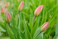 Green Tulip with red bud growing. Nature awakening, first flowers, thaw, looking for spring Royalty Free Stock Photo