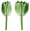 Green tulips. Flowers on a black  isolated background with clipping path.  Closeup.  no shadows.  Buds of a tulips on a green stal Royalty Free Stock Photo