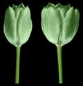 Green tulips. Flowers on the black isolated background with clipping path.  Closeup.  no shadows.  Buds of a tulips on a green sta Royalty Free Stock Photo