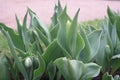 Green tulips unopened