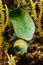 green tunicate on coral reef Royalty Free Stock Photo