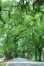 Green tunnel