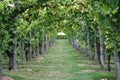 The Green Tunnel Royalty Free Stock Photo