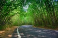 Green tunnel Royalty Free Stock Photo