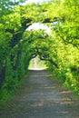 Green Tunnel