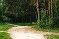 Green tunnel bamboos real nature, green background