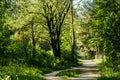 Green tunnel bamboos real nature, green background