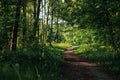 Green tunnel bamboos Real nature, green forest