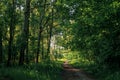 Green tunnel bamboos Real nature, green forest