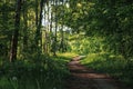 Green tunnel bamboos real wildlife, green vegetation background