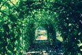 Green tunnel in fresh spring foliage. Way to nature. Natura