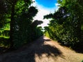 Green tunnel nature park SchÃÂ¶nbrunner Schlosspark Vienna Austria