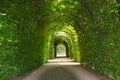 Green tunnel of trees at the garden of the Rijksmuseum, Amsterdam