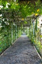 Green tunnel walkway Royalty Free Stock Photo