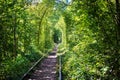 Green tunner in forest. Love place Royalty Free Stock Photo