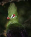 Green Turaco