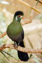 green turaco bird