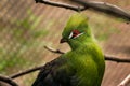 Green Turaco