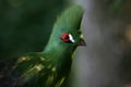 Green Turaco, side view