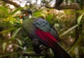 Green turaco on a tree