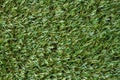 Green turf background Royalty Free Stock Photo