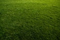 Green turf at soccer field Royalty Free Stock Photo