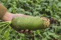 The green turnips in the vegetable patch Royalty Free Stock Photo