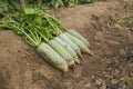 The green turnips in the vegetable patch Royalty Free Stock Photo