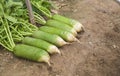 The green turnips in the vegetable patch Royalty Free Stock Photo