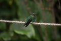 Green turquoise blue black puffleg hummingbird colibri white pufflegs sitting on rope at Casa del Arbol Banos Ecuador Royalty Free Stock Photo