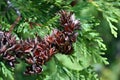 Green turquoise juniper twigs with small ripe brown cones, top view, soft background Royalty Free Stock Photo