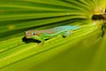 Green and turquoise ornate day gecko on palm tree leaf Royalty Free Stock Photo