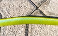 Tropical snake run over and dead on the road Mexico Royalty Free Stock Photo